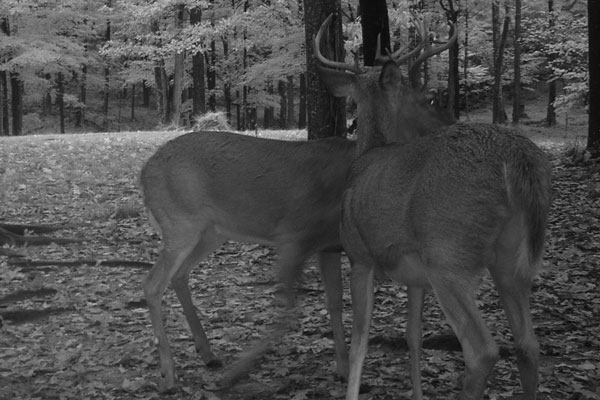 Dominant-and-Submissive-Bucks