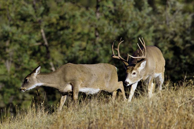 best-deer-hunting-in-'16