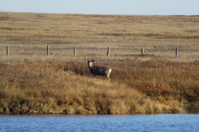 Prairie-Mule-Deer