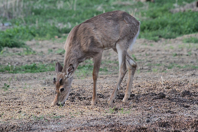 whitetail deer eating