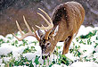 Is Post-Rut The Best Time To Bag A Big Buck?