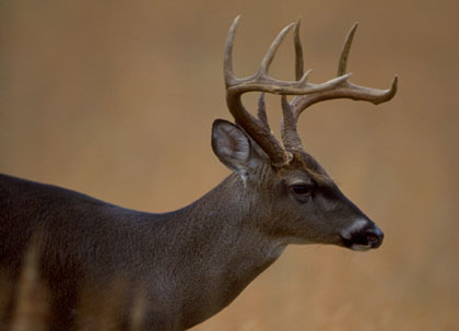 Whitetail Scent Communication