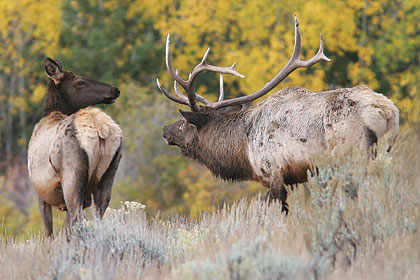 Stalking Colorado Elk