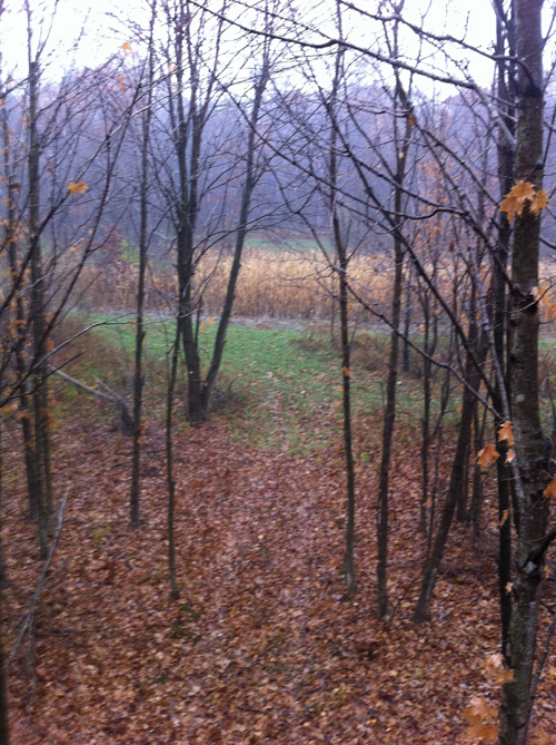 Illinois Live Hunt: Dealing with Mother Nature