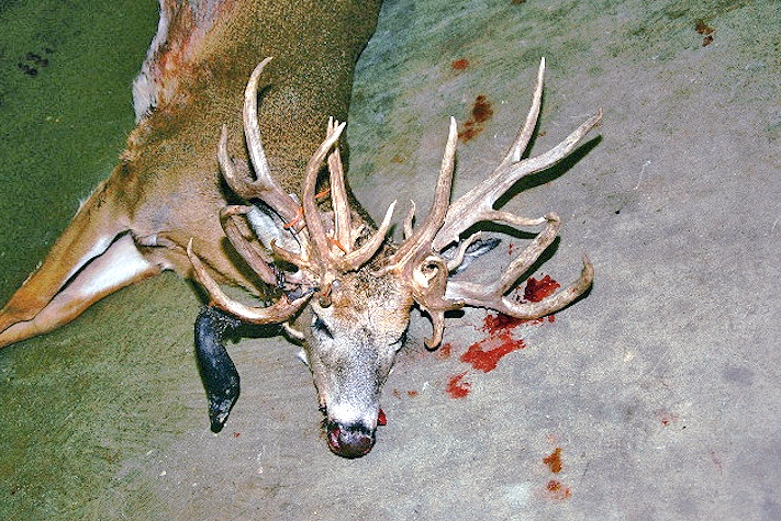 He Was a She! 30-Point Illinois 'Buck' Was a Doe