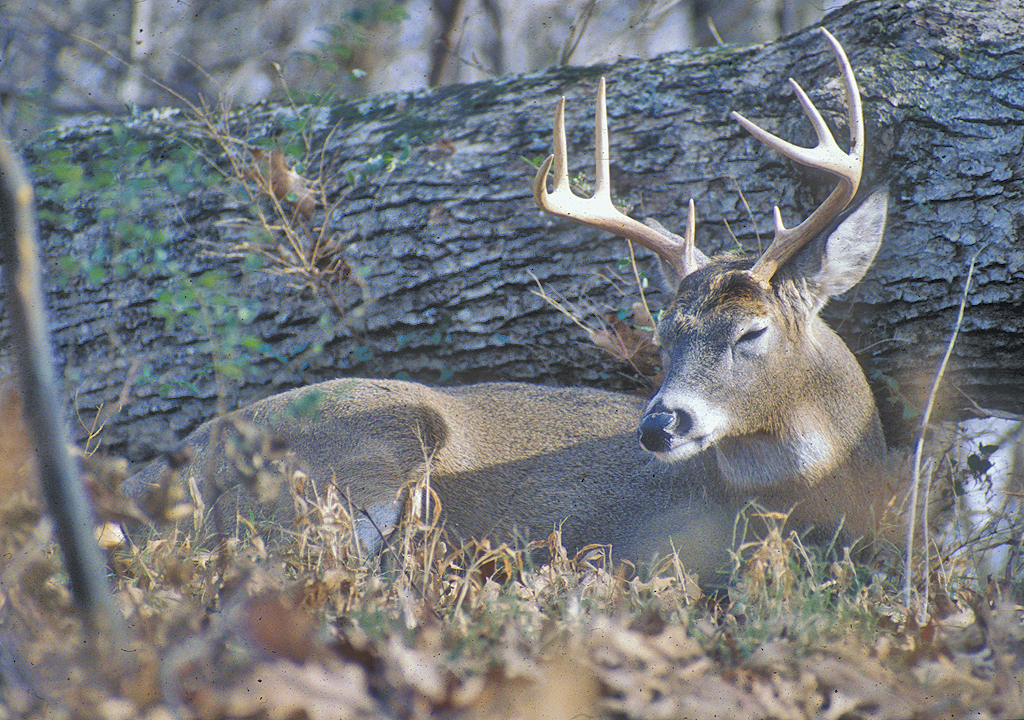 Gut Shot Deer Meat: Tips to Salvage Your Hunt