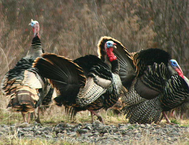Bowhunting Turkey! 5 Steps To Arrowing A Boss Tom