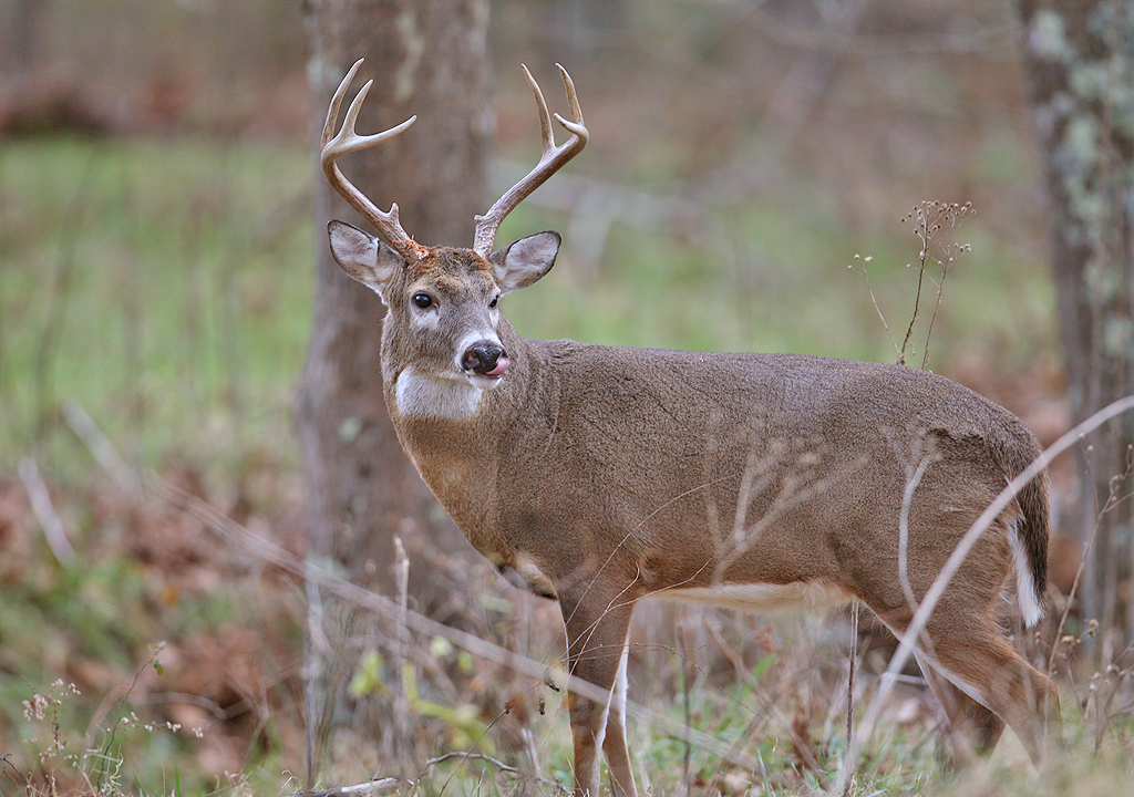 How Long Can a Deer Smell Where You Walked?