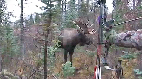 Pointblank Moose! 