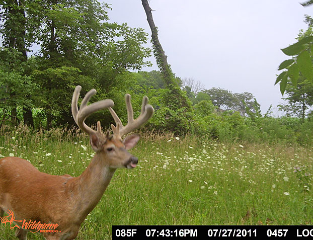 Pros and Cons of Summer Trail Cameras