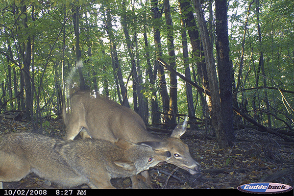 Why Predator Control Matters for Deer Populations