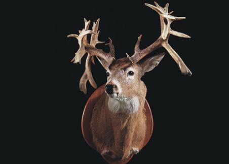 Get Ready for Deer Season: 32 Freak Bucks Over 200 Inches