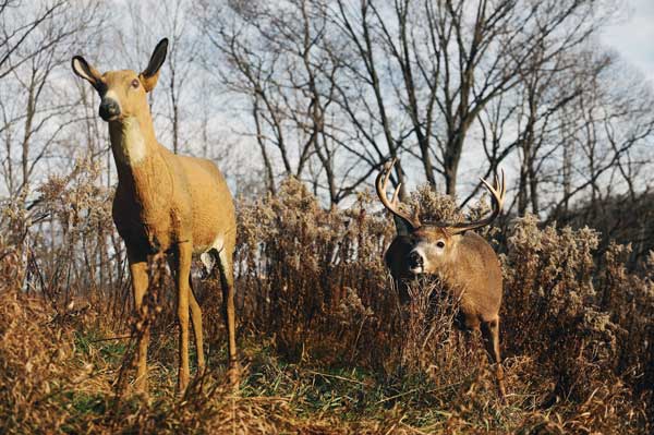 How To Use Deer Decoys In The Rut