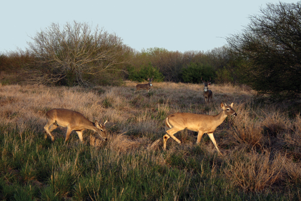 How Many Miles Will a Buck Travel During Rut? 