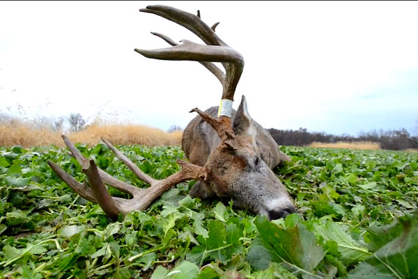 Center Shots: How to Leverage Luck for Successful Whitetail Seasons