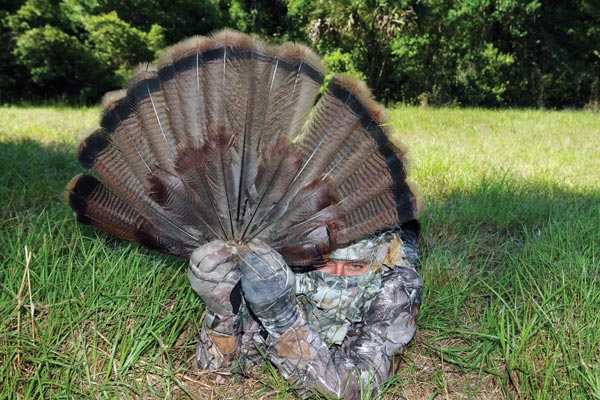 How to Effectively Decoy Turkeys with a Tail Fan
