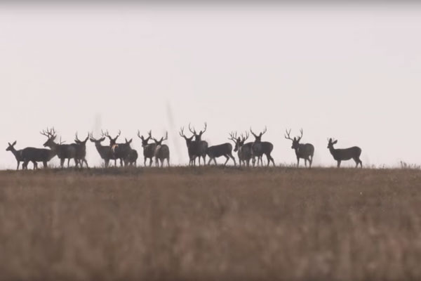 VIDEO: Spot-and-Stalk Mule Deer Hunting Tips