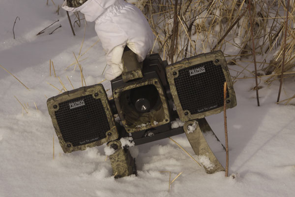 3 Secrets for Bowhunting Coyotes