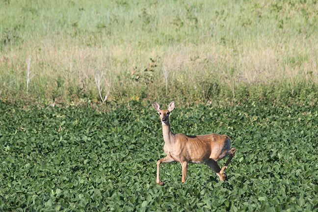 At Odds on CWD in the Whitetail World